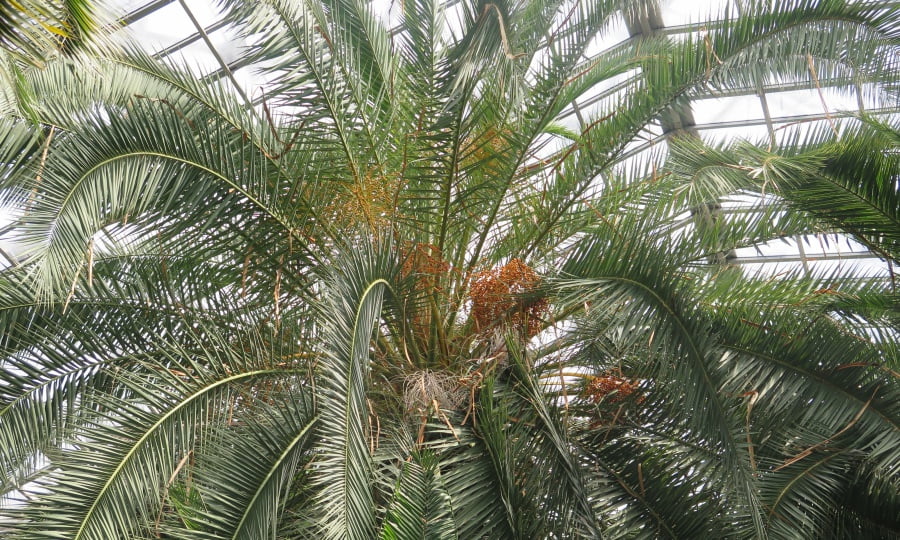 palma-z-gliwic-drzewo-roku
